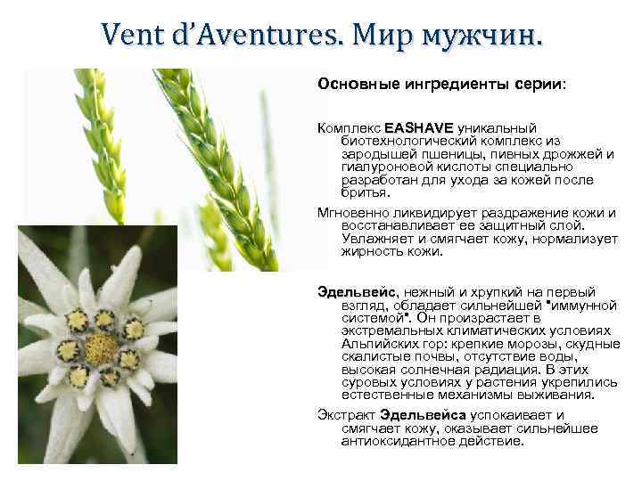 Vent d’Aventures. Мир мужчин. Основные ингредиенты серии: Комплекс EASHAVE уникальный биотехнологический комплекс из зародышей