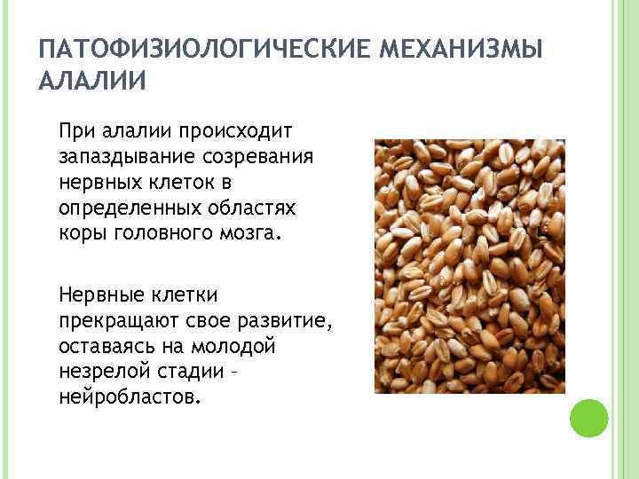 ПАТОФИЗИОЛОГИЧЕСКИЕ МЕХАНИЗМЫ АЛАЛИИ При алалии происходит запаздывание созревания нервных клеток в определенных областях коры