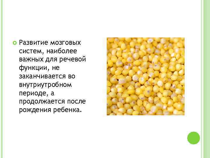  Развитие мозговых систем, наиболее важных для речевой функции, не заканчивается во внутриутробном периоде,
