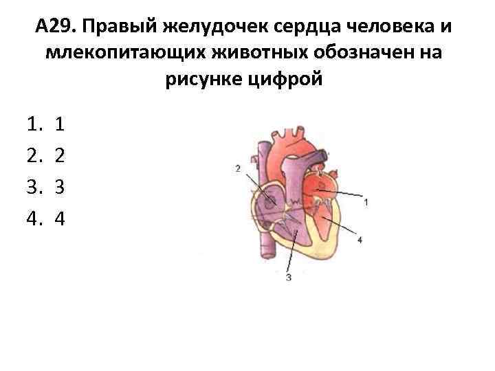 Какой цифрой на рисунке обозначен левый желудочек сердца