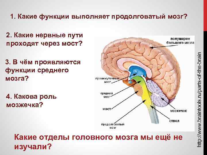 1. Какие функции выполняет продолговатый мозг? 3. В чём проявляются функции среднего мозга? 4.