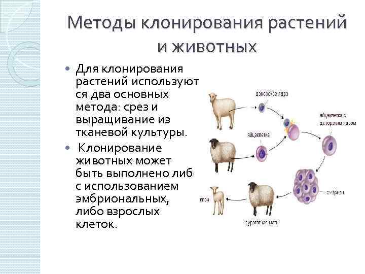 Методы клонирования растений и животных Для клонирования растений используют ся два основных метода: срез