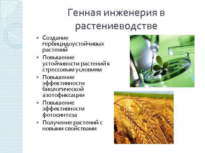 Генная инженерия в растениеводстве Создание гербицидоустойчивых растений Повышение устойчивости растений к стрессовым условиям Повышение