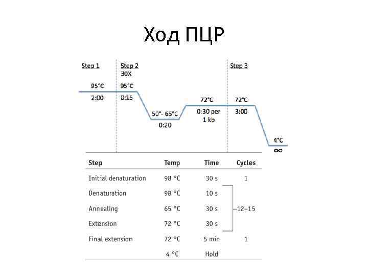 Ход ПЦР 