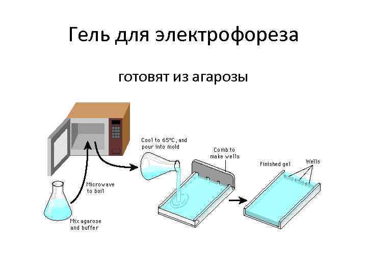 Гель для электрофореза готовят из агарозы 