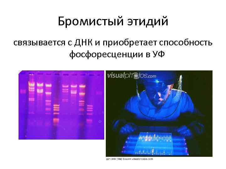 Бромистый этидий связывается с ДНК и приобретает способность фосфоресценции в УФ 