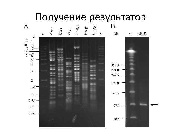 Получение результатов 