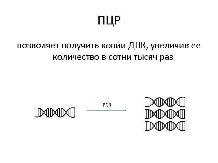 ПЦР позволяет получить копии ДНК, увеличив ее количество в сотни тысяч раз PCR 