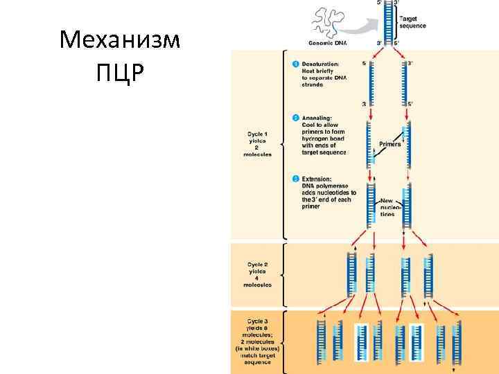 Механизм ПЦР 