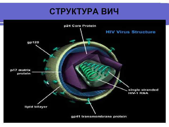 СТРУКТУРА ВИЧ 