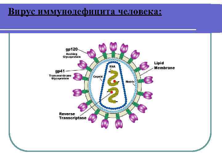 Вирус иммунодефицита человека: 