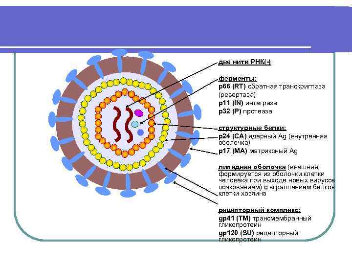 Нить рнк. Ревертаза у вирусов. Обратная транскриптаза ВИЧ. Ферменты вирусов. РНК С обратной транскриптазой.