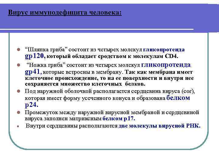 Вирус иммунодефицита человека: “Шляпка гриба” состоит из четырех молекул гликопротеида gp 120, который обладает