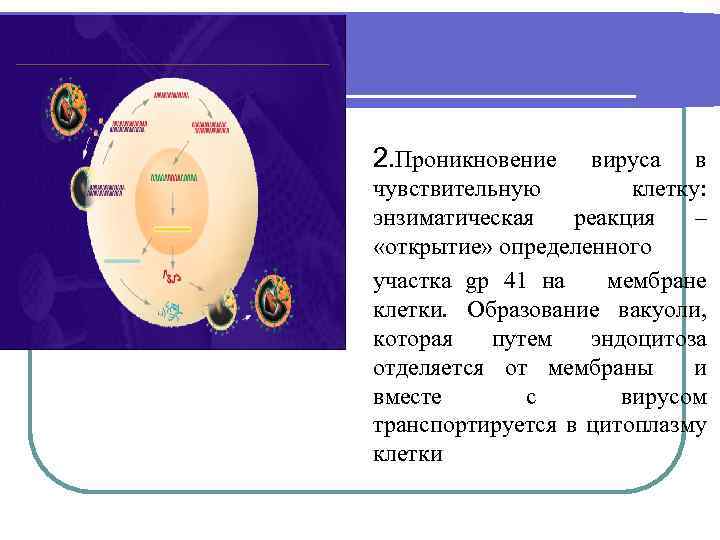 2. Проникновение вируса в чувствительную клетку: энзиматическая реакция – «открытие» определенного участка gp 41