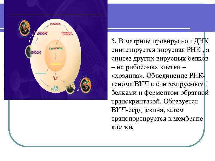 5. В матрице провирусной ДНК синтезируется вирусная РНК , а синтез других вирусных белков