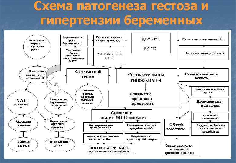 Схема патогенеза гестоза и гипертензии беременных 