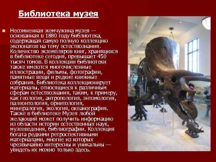 Библиотека музея n Несомненная жемчужина музея — основанная в 1880 году библиотека, содержащая самую