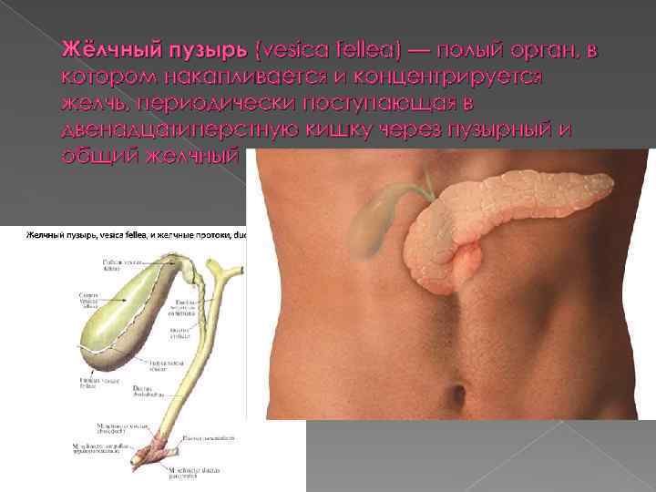 Жёлчный пузырь (vesica fellea) — полый орган, в котором накапливается и концентрируется желчь, периодически