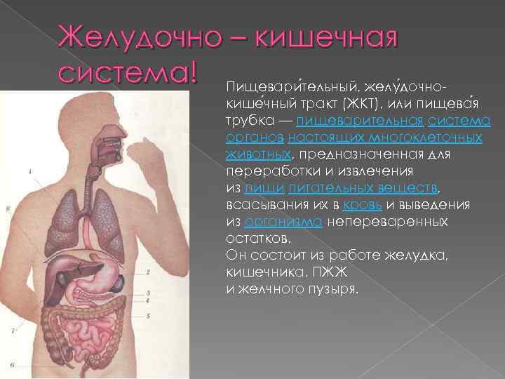 Желудочно – кишечная система! Пищевари тельный, желу дочнокише чный тракт (ЖКТ), или пищева я