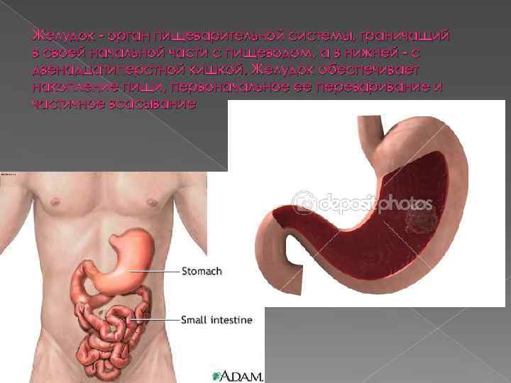 Желудок - орган пищеварительной системы, граничащий в своей начальной части с пищеводом, а в