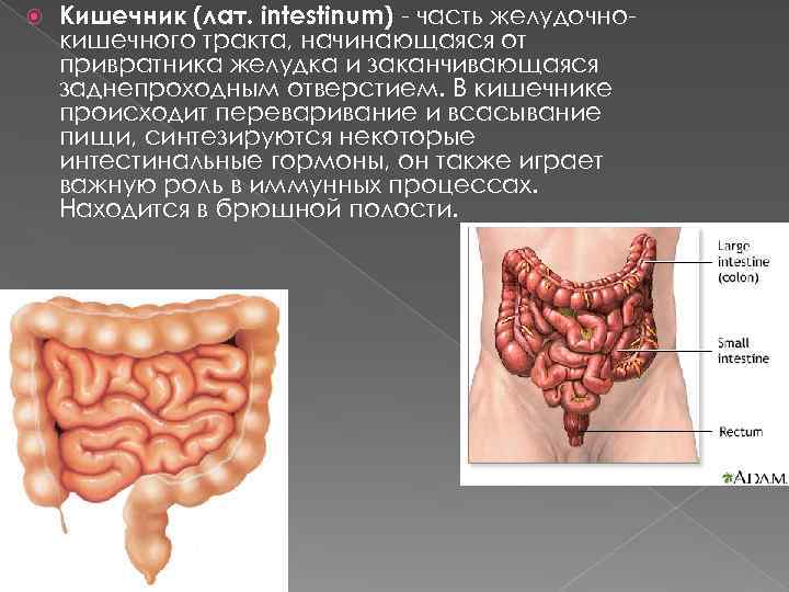  Кишечник (лат. intestinum) - часть желудочнокишечного тракта, начинающаяся от привратника желудка и заканчивающаяся