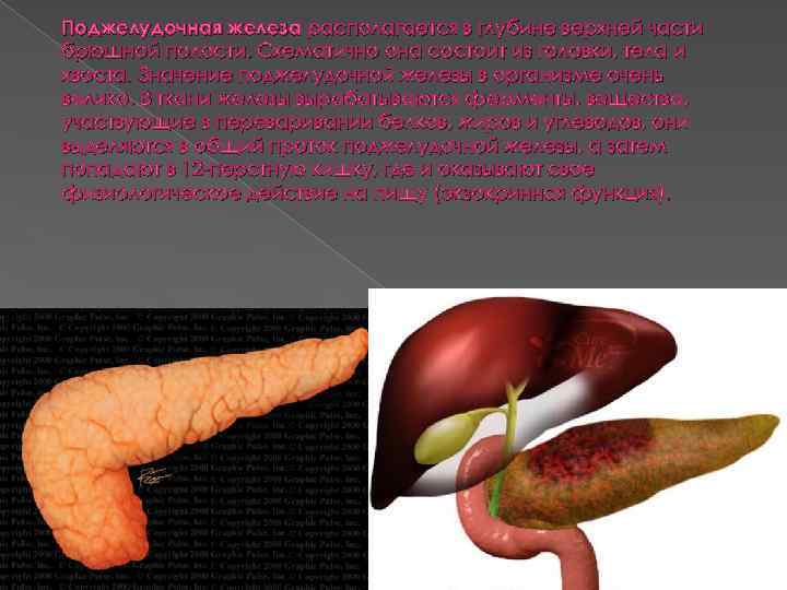 Поджелудочная железа располагается в глубине верхней части брюшной полости. Схематично она состоит из головки,