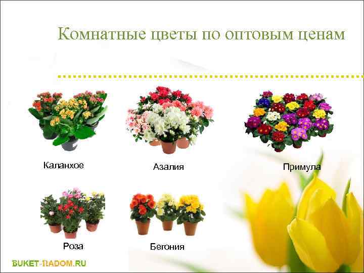 Комнатные цветы по оптовым ценам Каланхое Азалия Роза Бегония Примула 