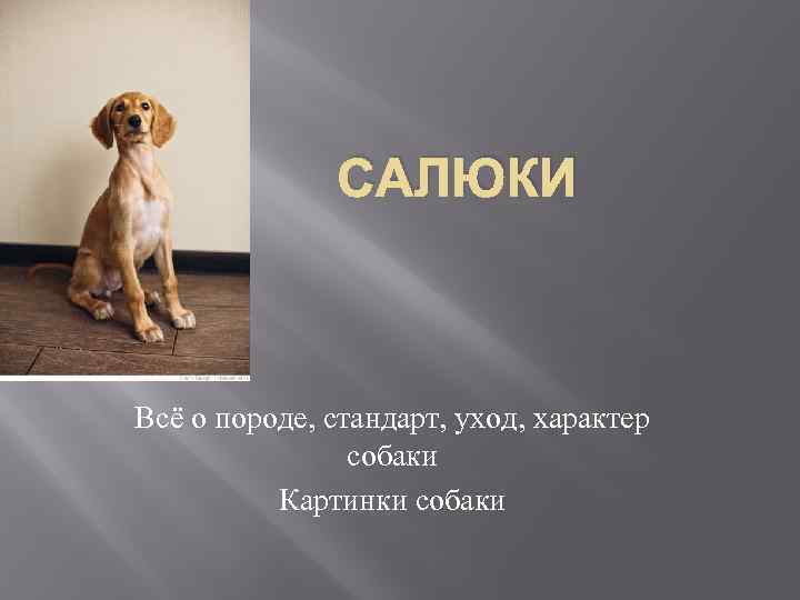 САЛЮКИ Всё о породе, стандарт, уход, характер собаки Картинки собаки 