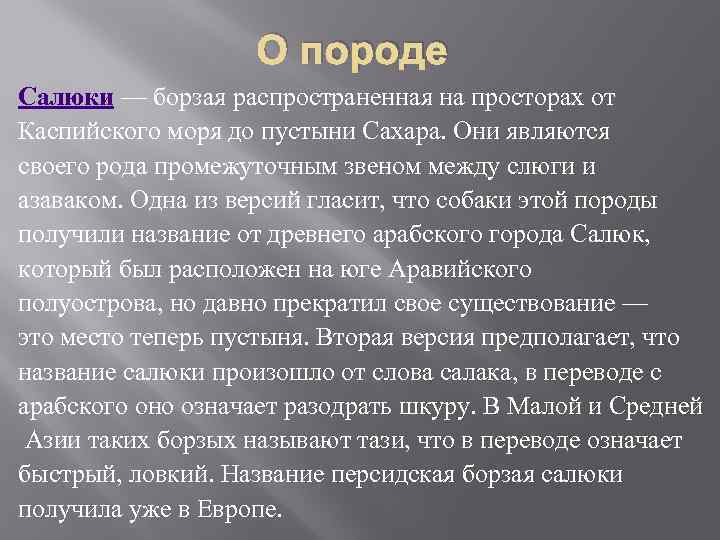 О породе Салюки — борзая распространенная на просторах от Каспийского моря до пустыни Сахара.
