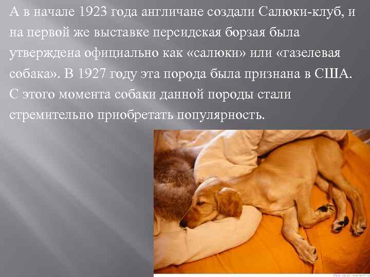 А в начале 1923 года англичане создали Салюки-клуб, и на первой же выставке персидская