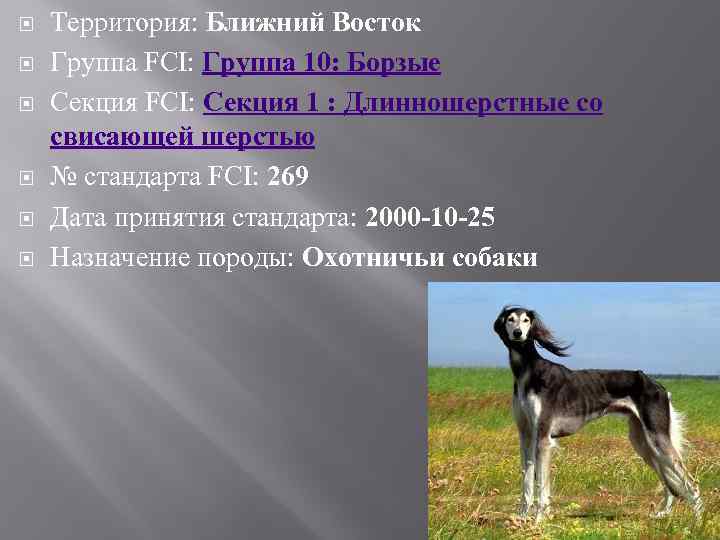  Территория: Ближний Восток Группа FCI: Группа 10: Борзые Секция FCI: Секция 1 :