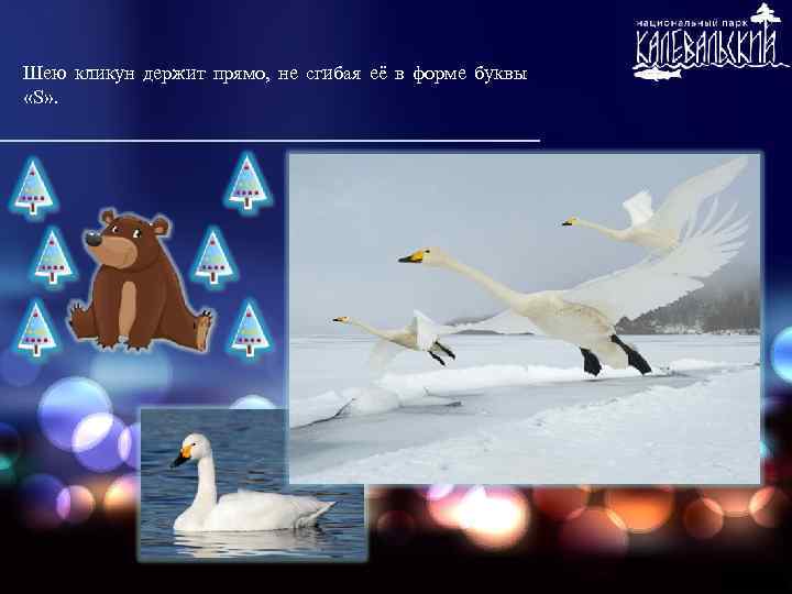 Шею кликун держит прямо, не сгибая её в форме буквы «S» . 