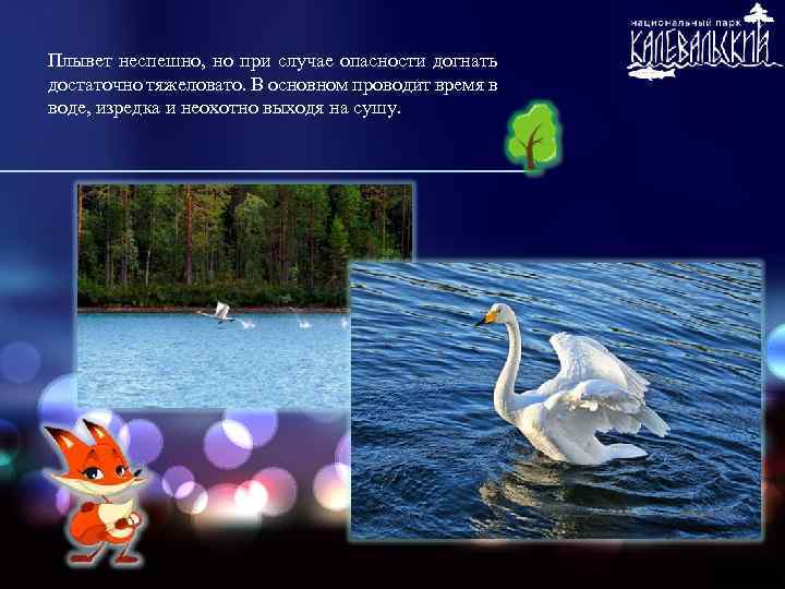 Плывет неспешно, но при случае опасности догнать достаточно тяжеловато. В основном проводит время в