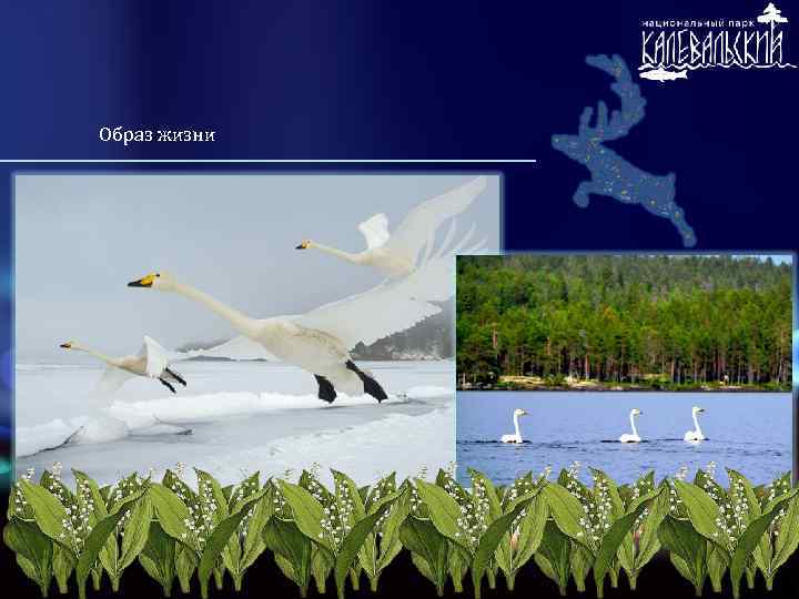 Образ жизни 