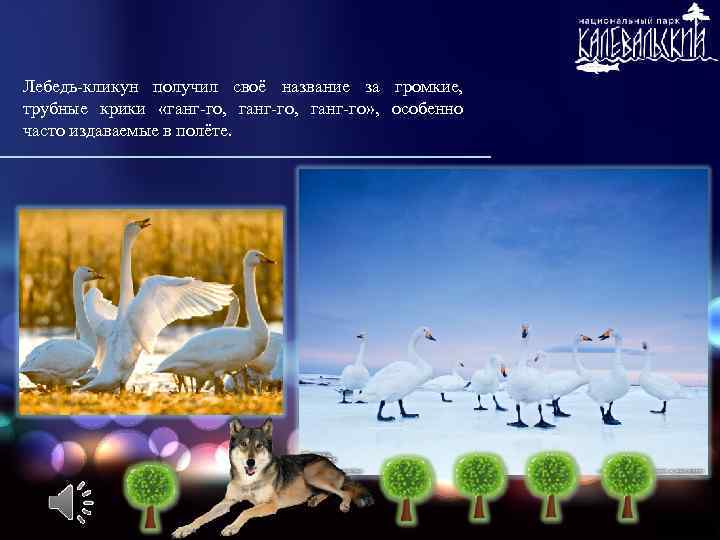 Лебедь-кликун получил своё название за громкие, трубные крики «ганг-го, ганг-го» , особенно часто издаваемые