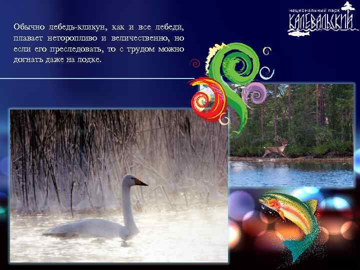 Обычно лебедь-кликун, как и все лебеди, плавает неторопливо и величественно, но если его преследовать,