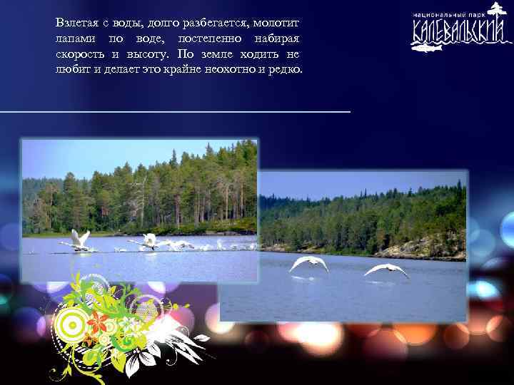 Взлетая с воды, долго разбегается, молотит лапами по воде, постепенно набирая скорость и высоту.