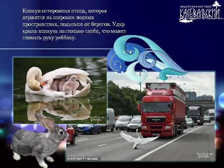 Кликун осторожная птица, которая держится на широких водных пространствах, подальше от берегов. Удар крыла