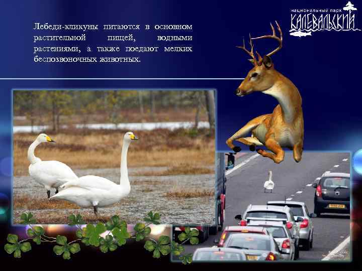 Лебеди-кликуны питаются в основном растительной пищей, водными растениями, а также поедают мелких беспозвоночных животных.