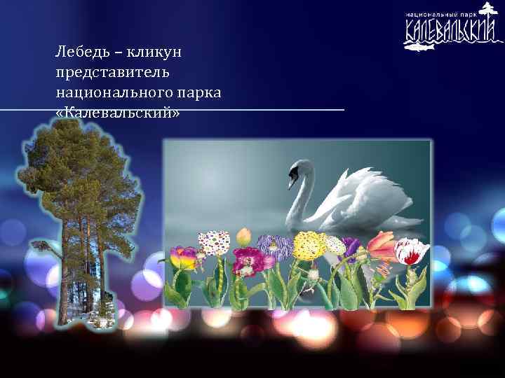 Лебедь – кликун представитель национального парка «Калевальский» 