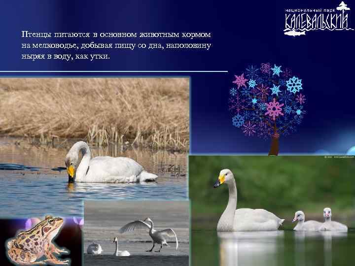 Птенцы питаются в основном животным кормом на мелководье, добывая пищу со дна, наполовину ныряя