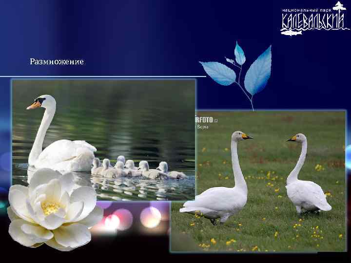 Размножение 