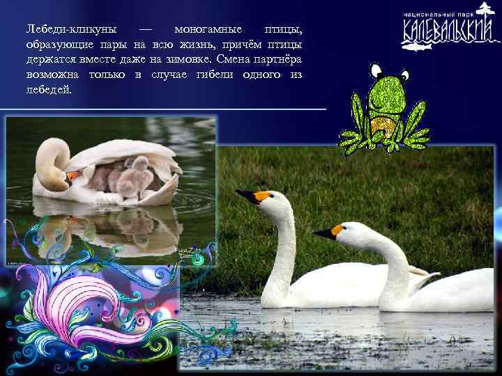 Лебеди-кликуны — моногамные птицы, образующие пары на всю жизнь, причём птицы держатся вместе даже