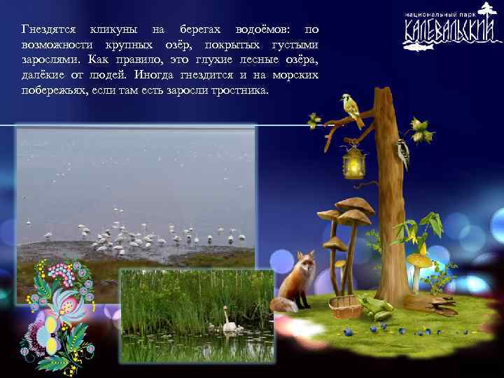 Гнездятся кликуны на берегах водоёмов: по возможности крупных озёр, покрытых густыми зарослями. Как правило,