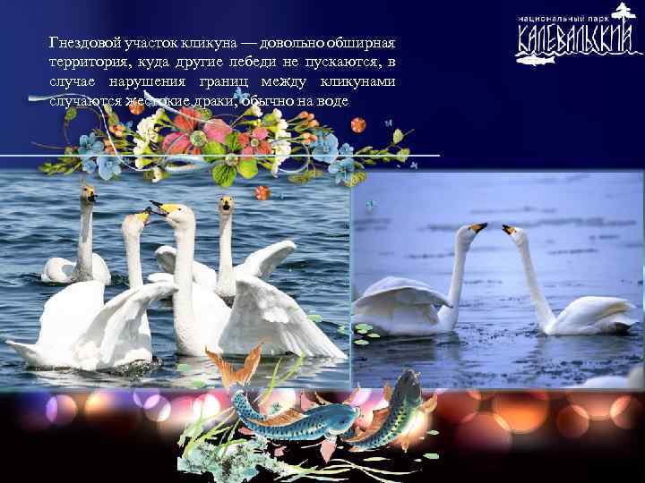 Гнездовой участок кликуна — довольно обширная территория, куда другие лебеди не пускаются, в случае