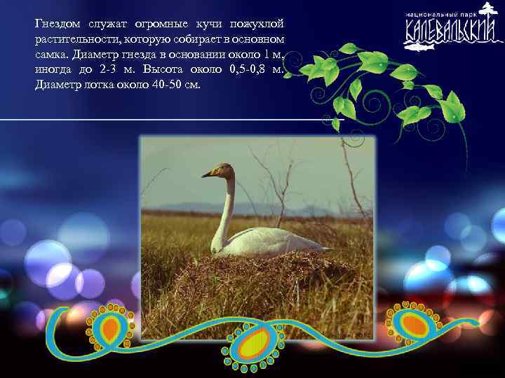 Гнездом служат огромные кучи пожухлой растительности, которую собирает в основном самка. Диаметр гнезда в