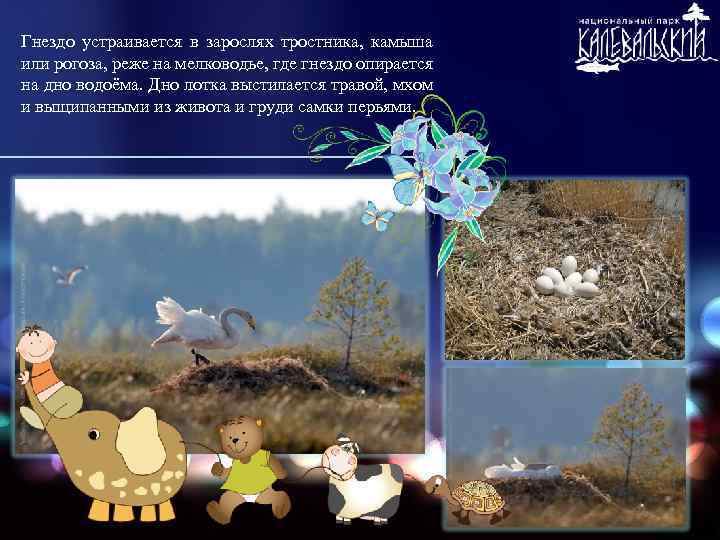 Гнездо устраивается в зарослях тростника, камыша или рогоза, реже на мелководье, где гнездо опирается