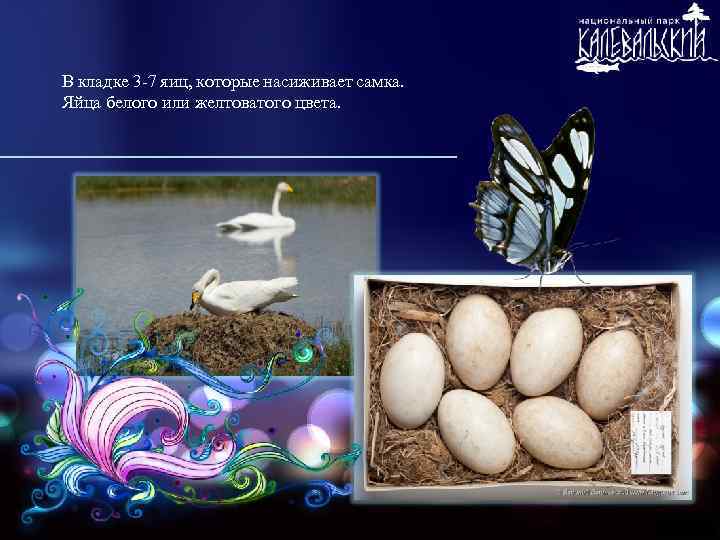 В кладке 3 -7 яиц, которые насиживает самка. Яйца белого или желтоватого цвета. 