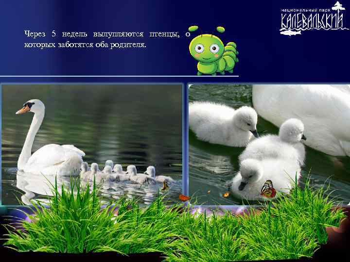 Через 5 недель вылупляются птенцы, о которых заботятся оба родителя. 