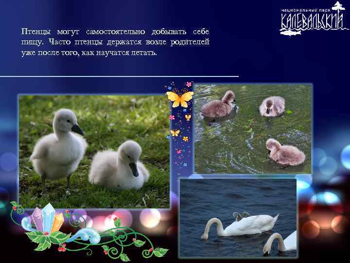 Птенцы могут самостоятельно добывать себе пищу. Часто птенцы держатся возле родителей уже после того,